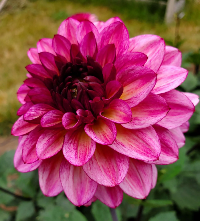 Dahlia Muchacha Tubers