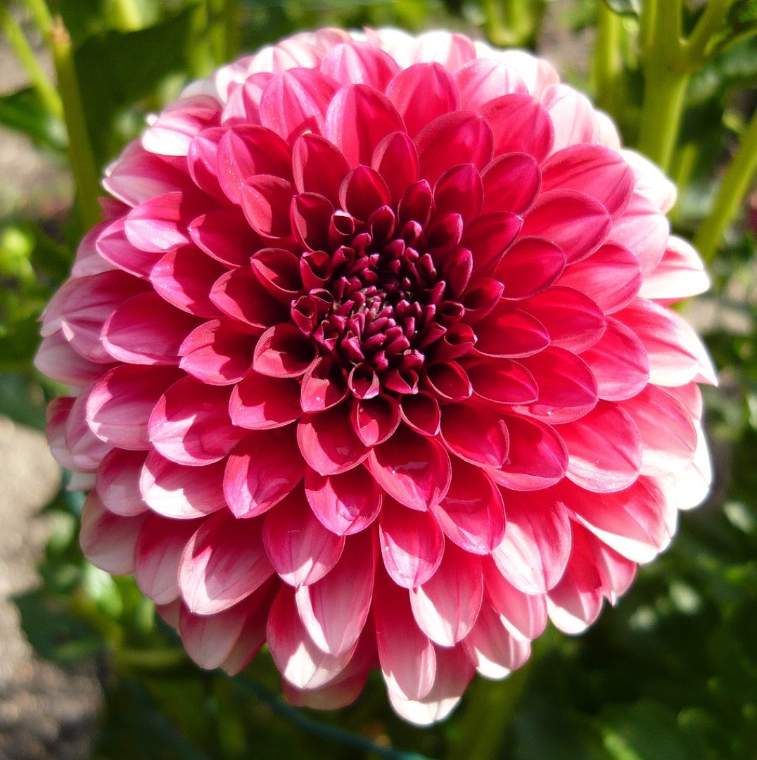 Dahlia Musette Tubers