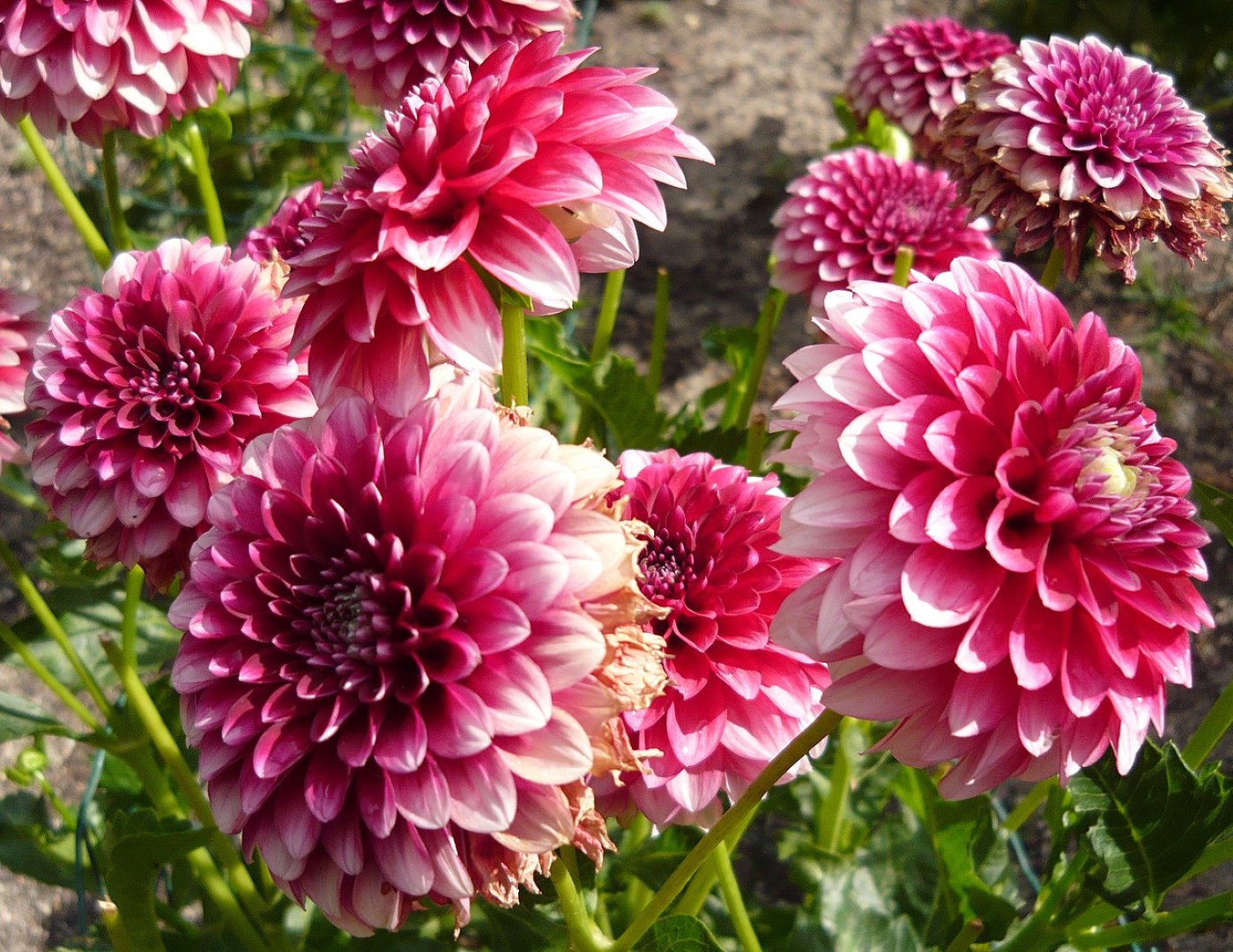 Dahlia Musette Tubers