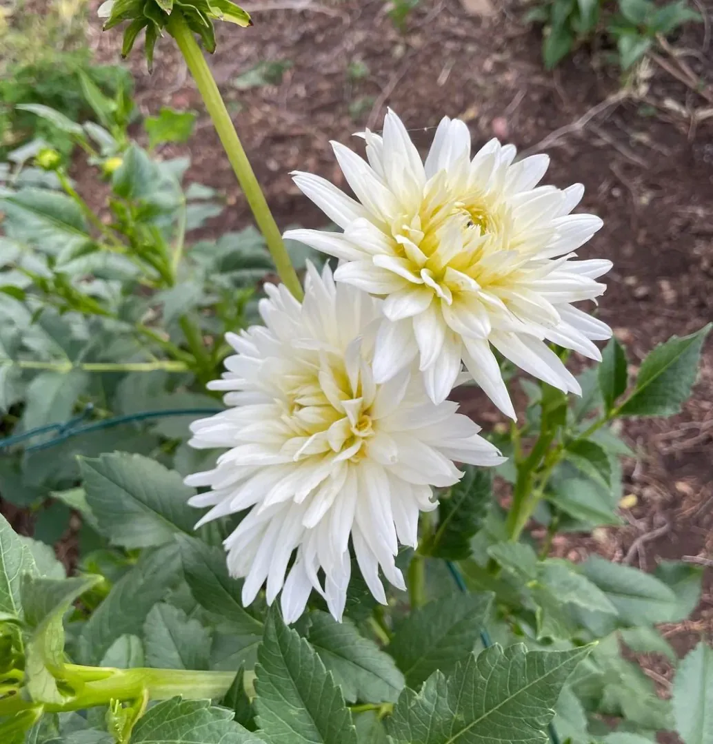 Dahlia My Love Tubers