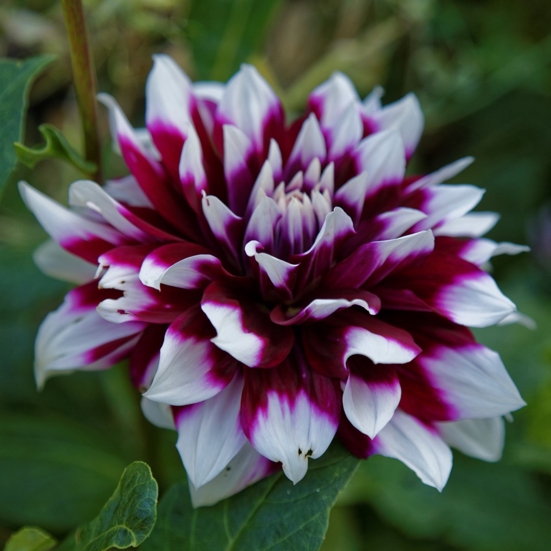 Dahlia Mystery Day Tubers