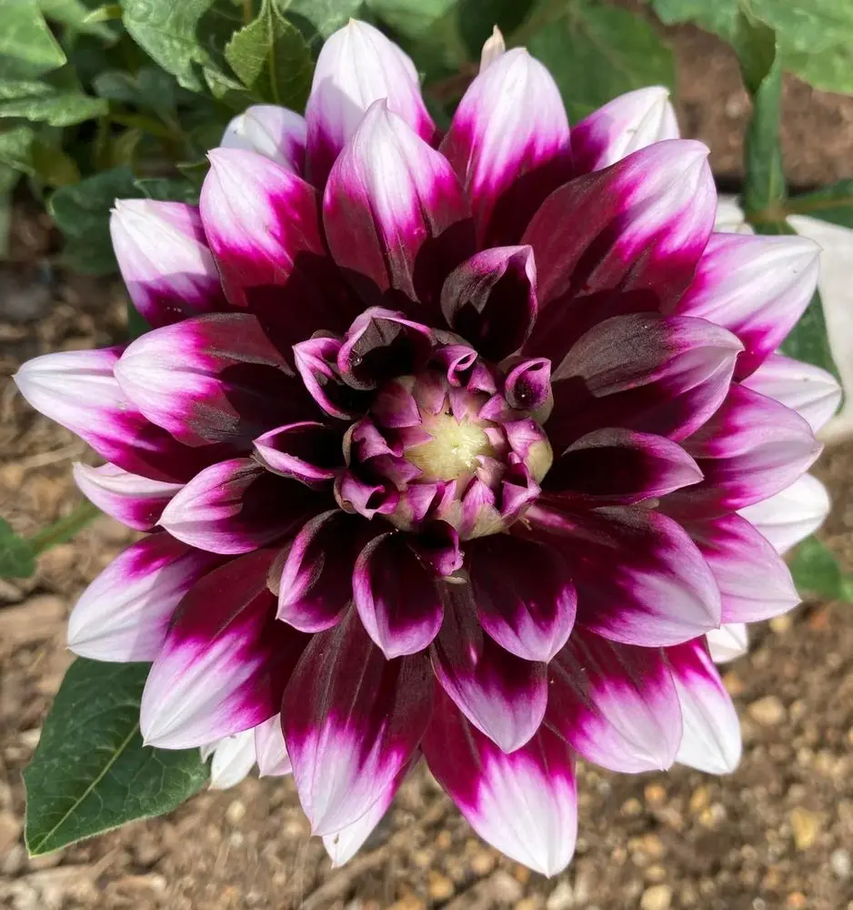 Dahlia Mystery Day Tubers