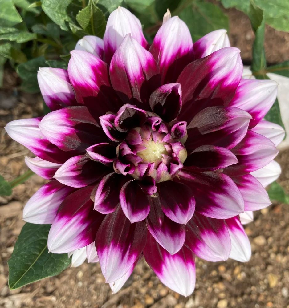 Dahlia Mystery Day Tubers