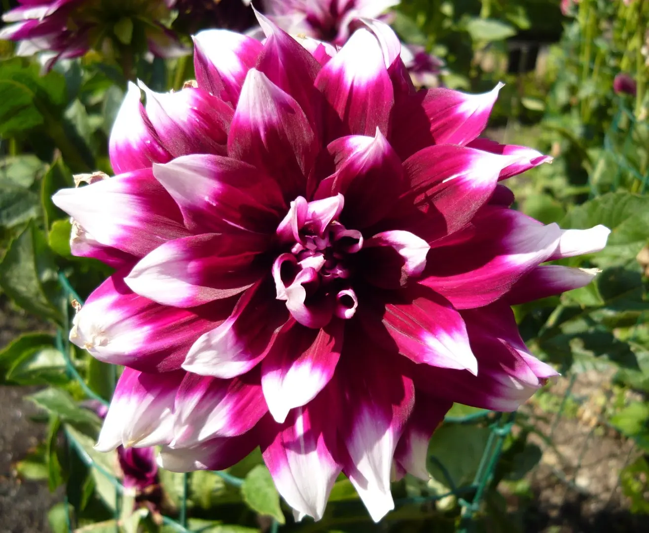 Dahlia Mystery Day Tubers