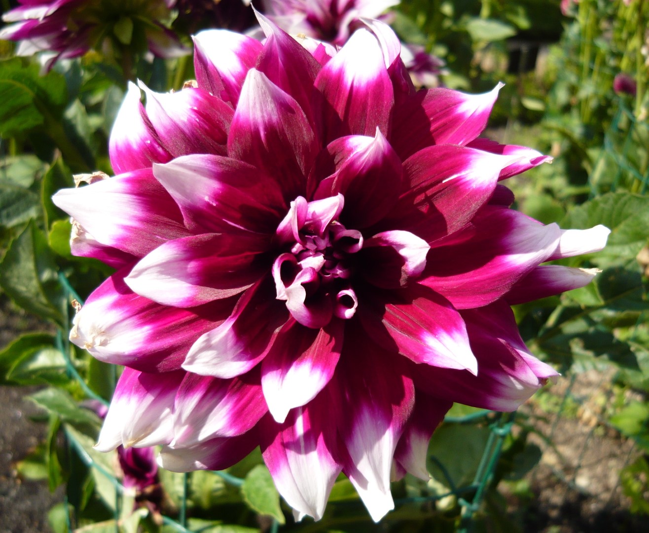 Dahlia Mystery Day Tubers