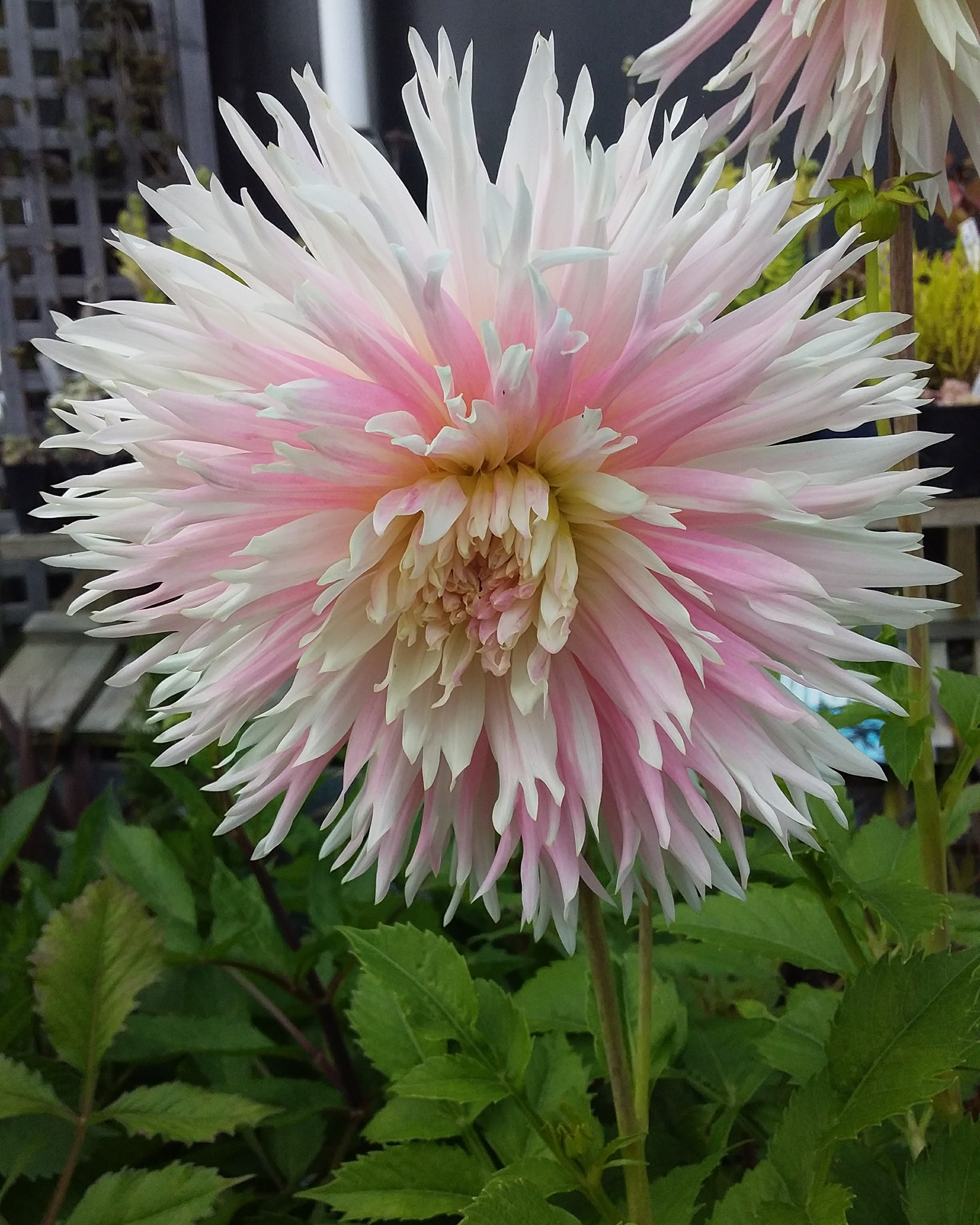 Dahlia Nadia Ruth Tubers