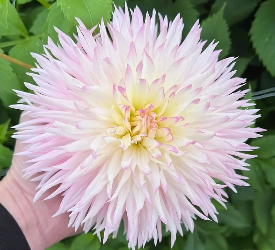 Dahlia Nadia Ruth Tubers