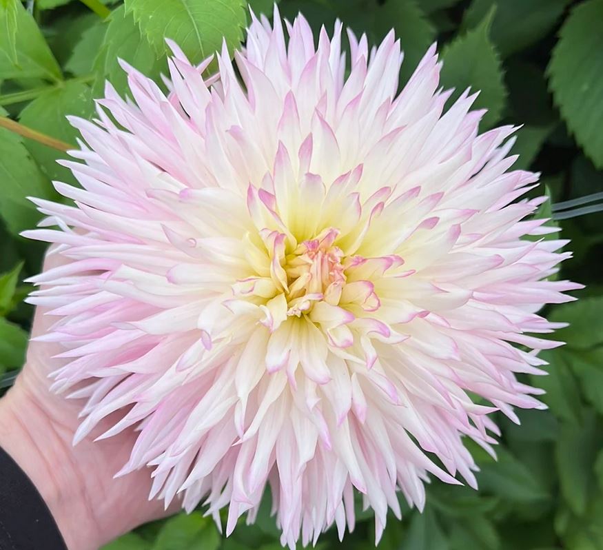 Dahlia Nadia Ruth Tubers