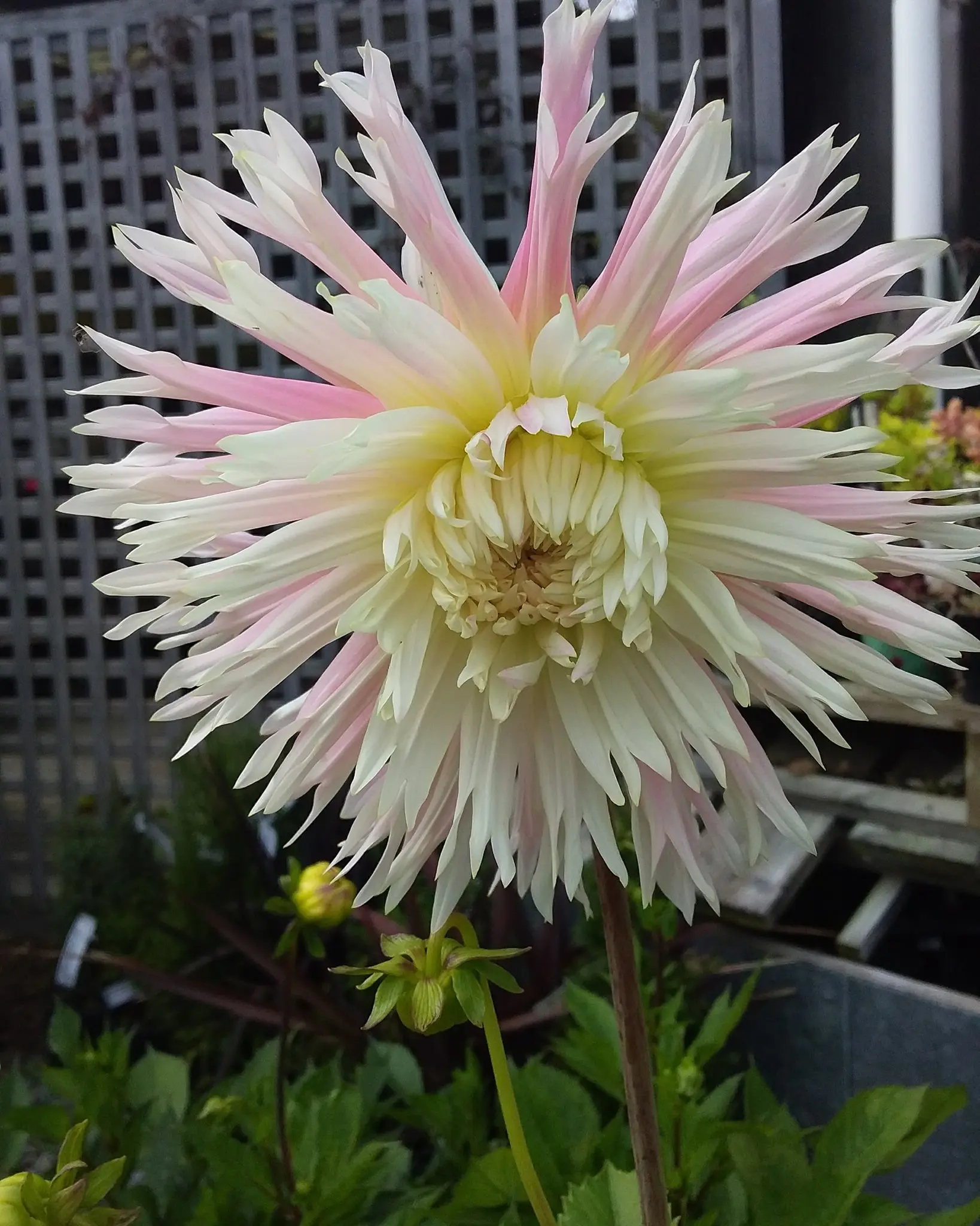 Dahlia Nadia Ruth Tubers