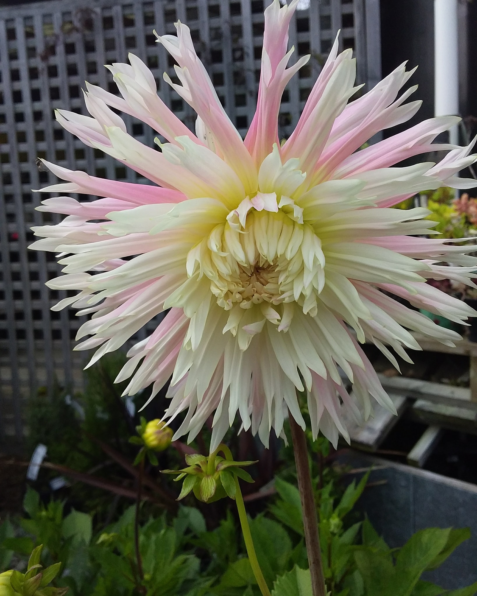 Dahlia Nadia Ruth Tubers