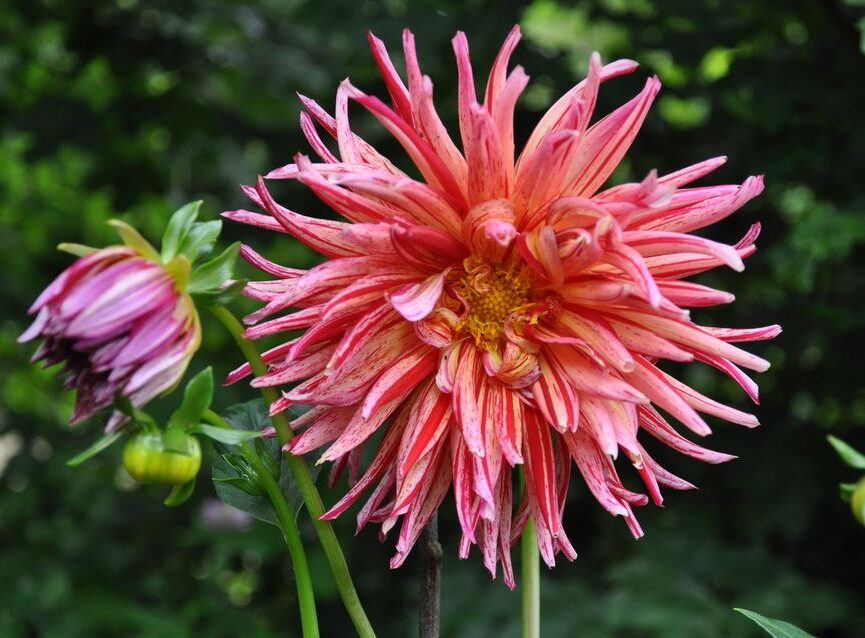 Dahlia Namara Tubers
