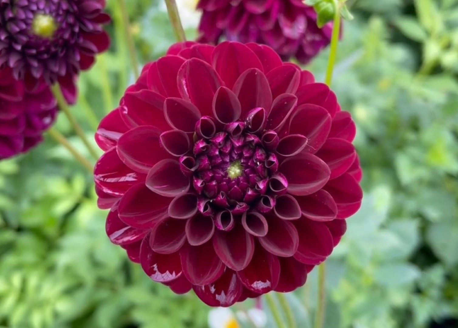 Dahlia Natal Tubers