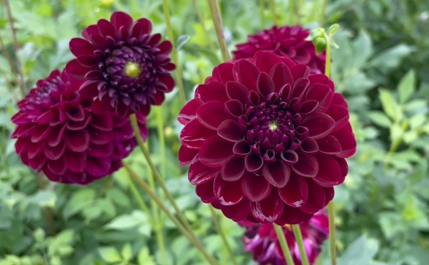 Dahlia Natal Tubers