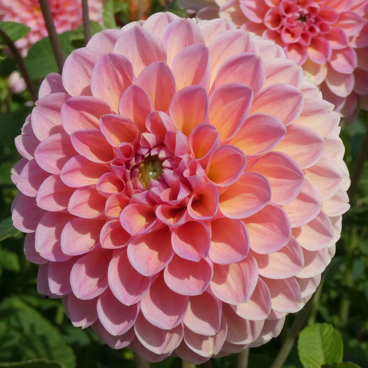 Dahlia Natalie G Tubers