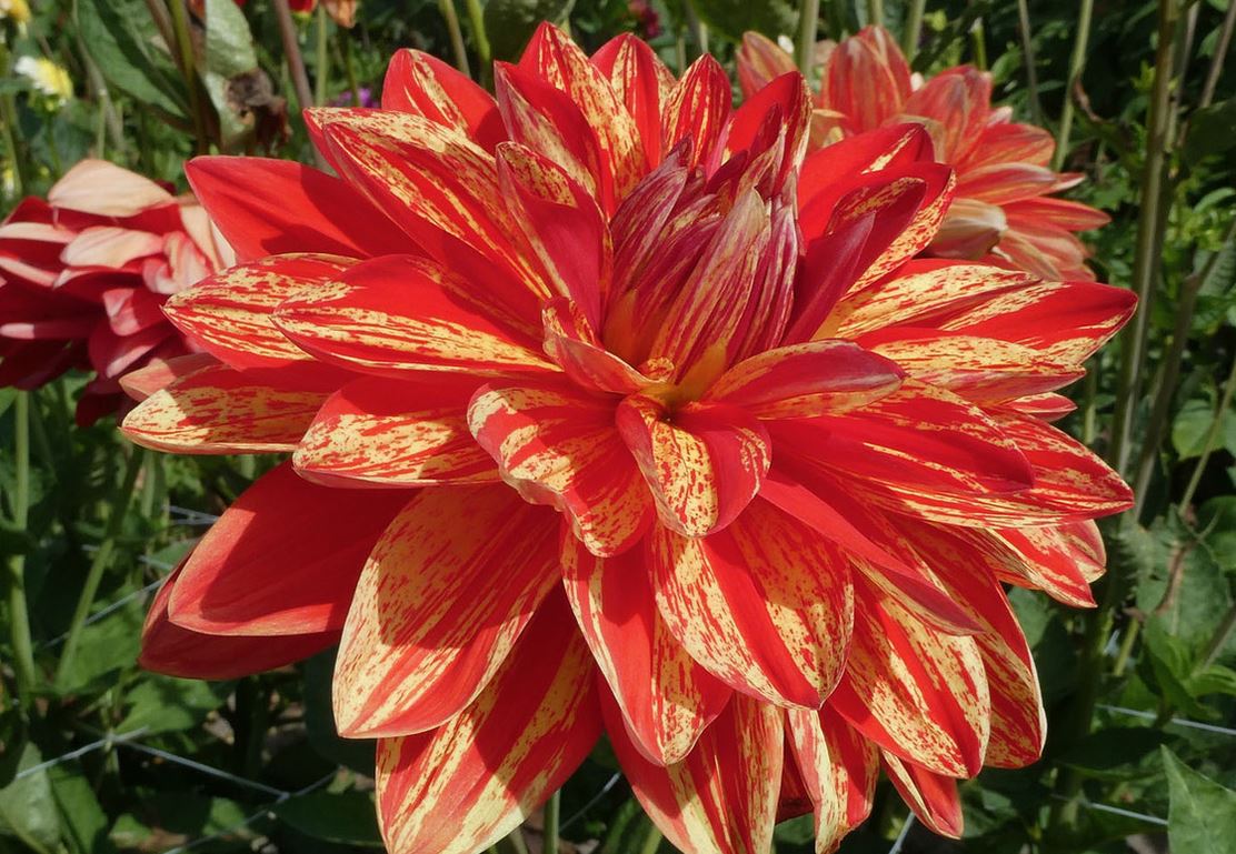Dahlia Neo Tubers