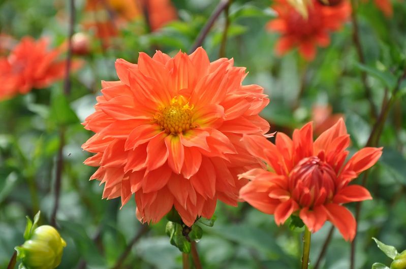 Dahlia Neon Splendour Tubers