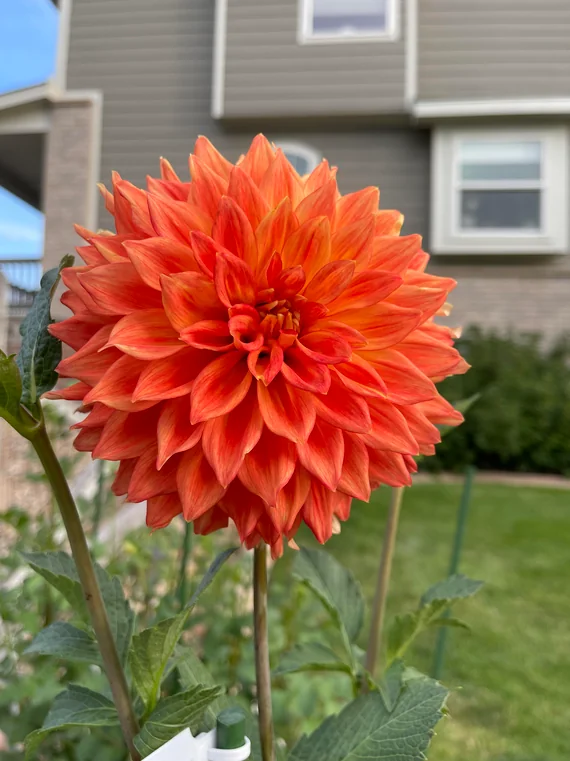 Dahlia Neon Splendour Tubers