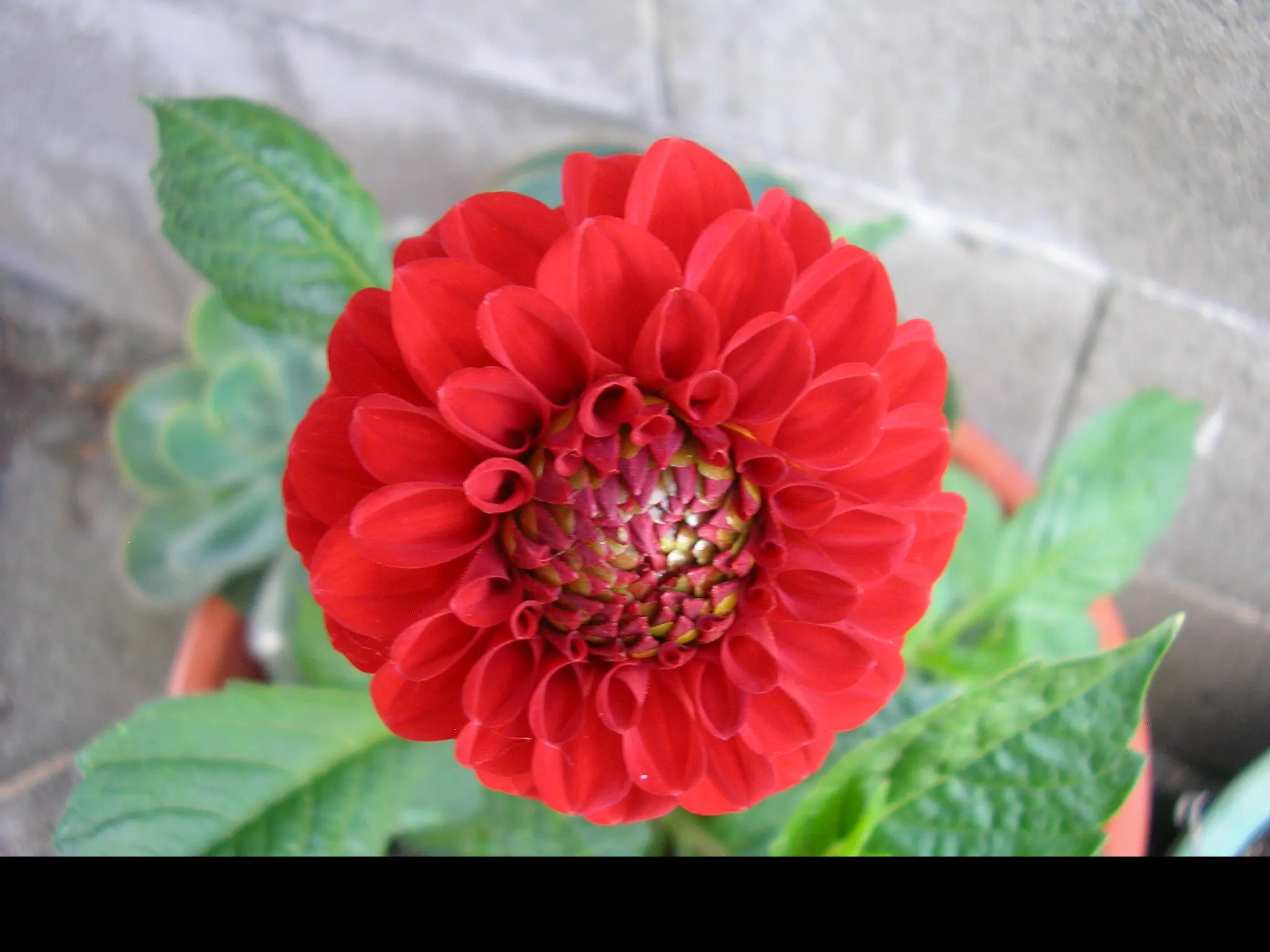 Dahlia Nescio Tubers