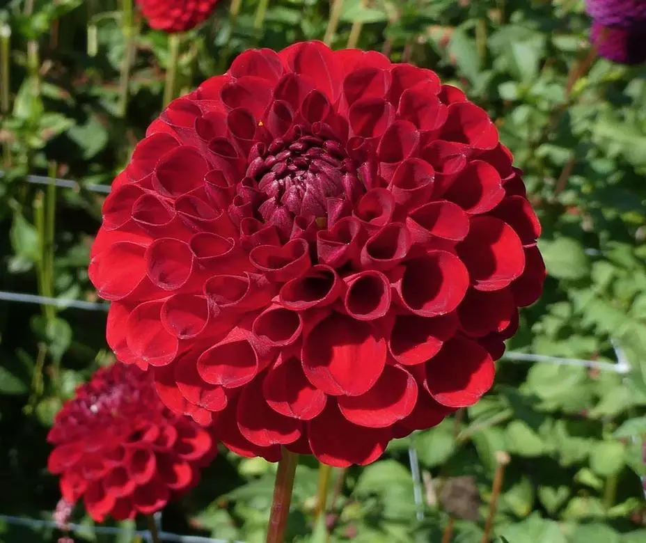 Dahlia Nescio Tubers