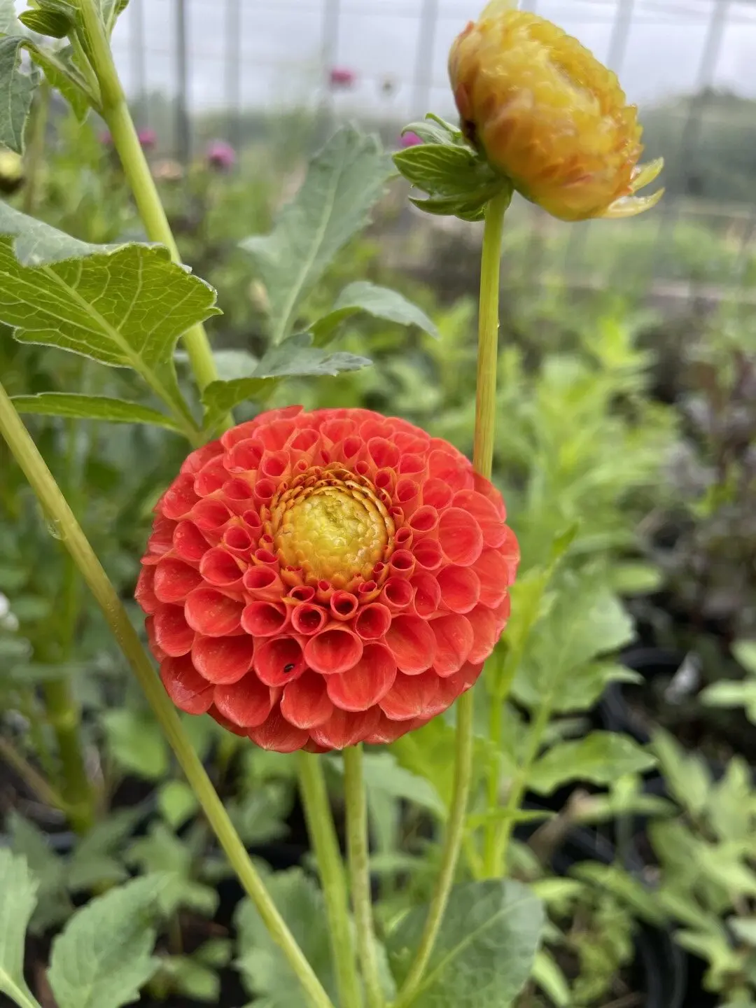 Dahlia New Baby Tubers