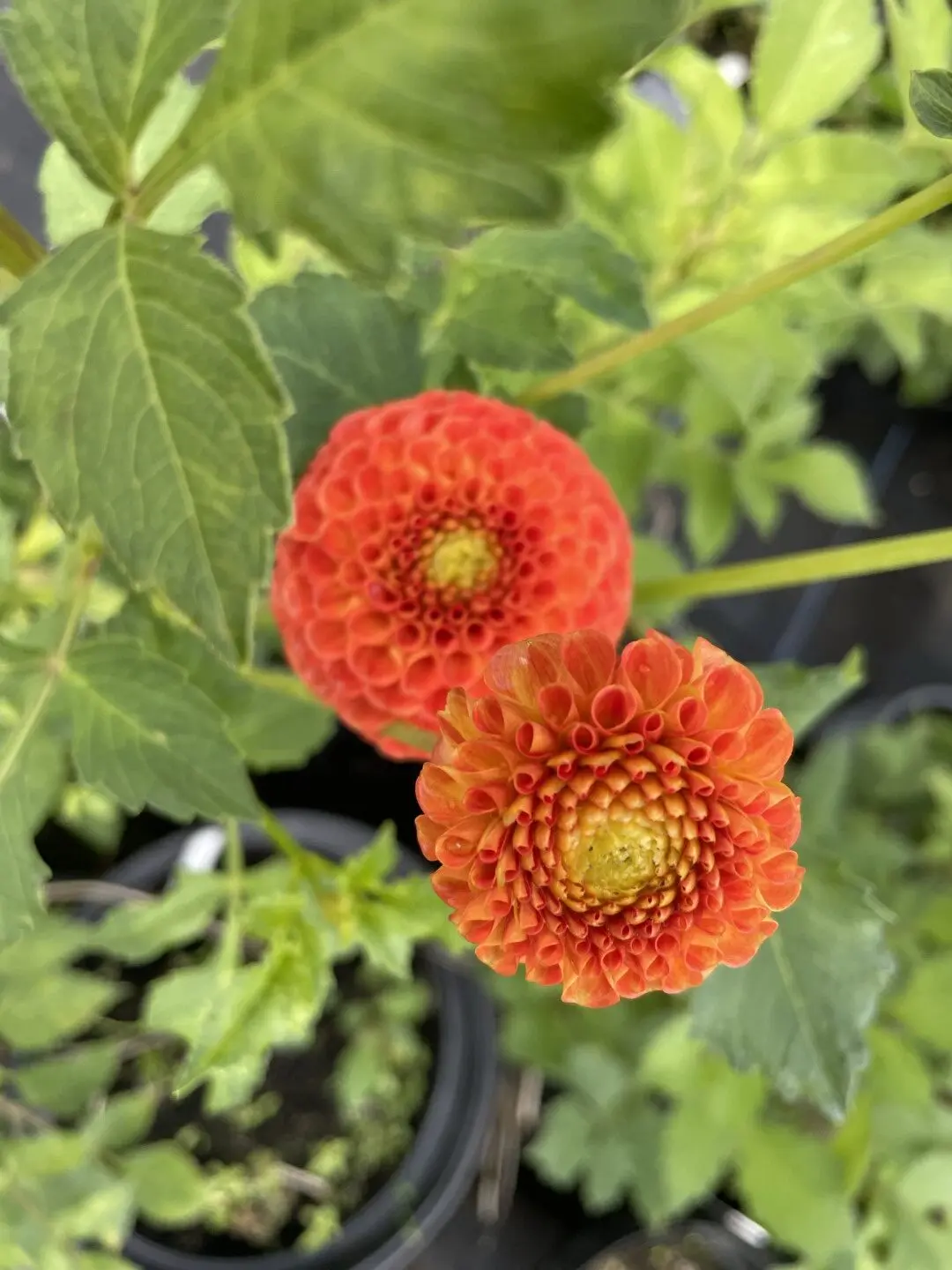 Dahlia New Baby Tubers