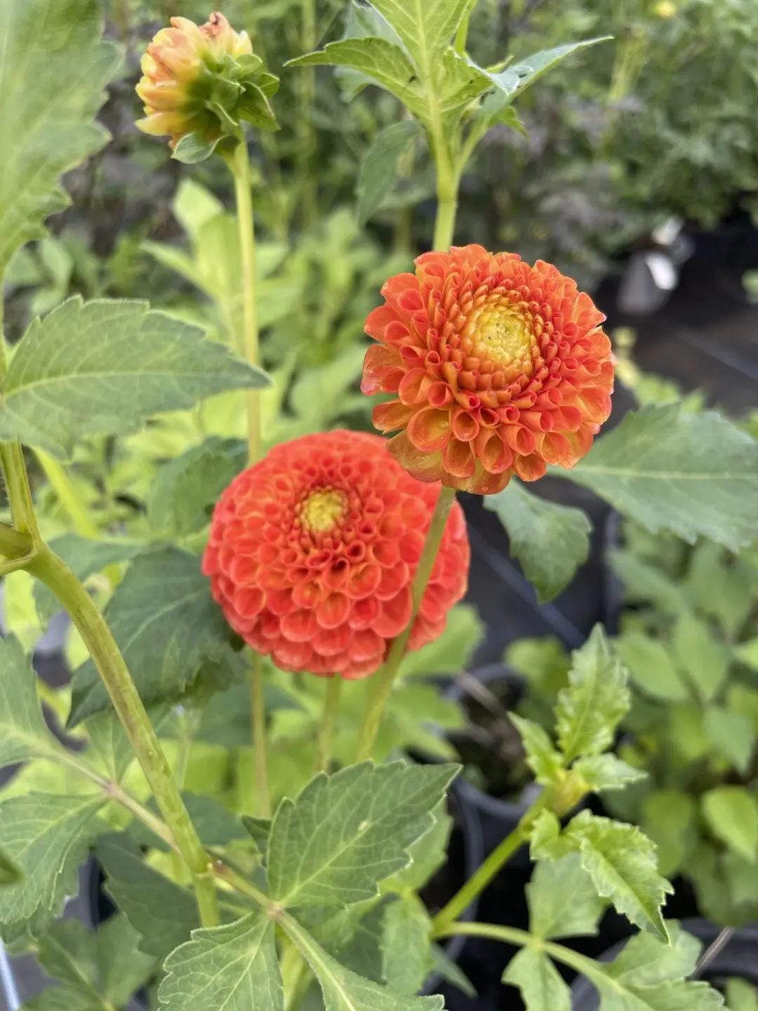Dahlia New Baby Tubers