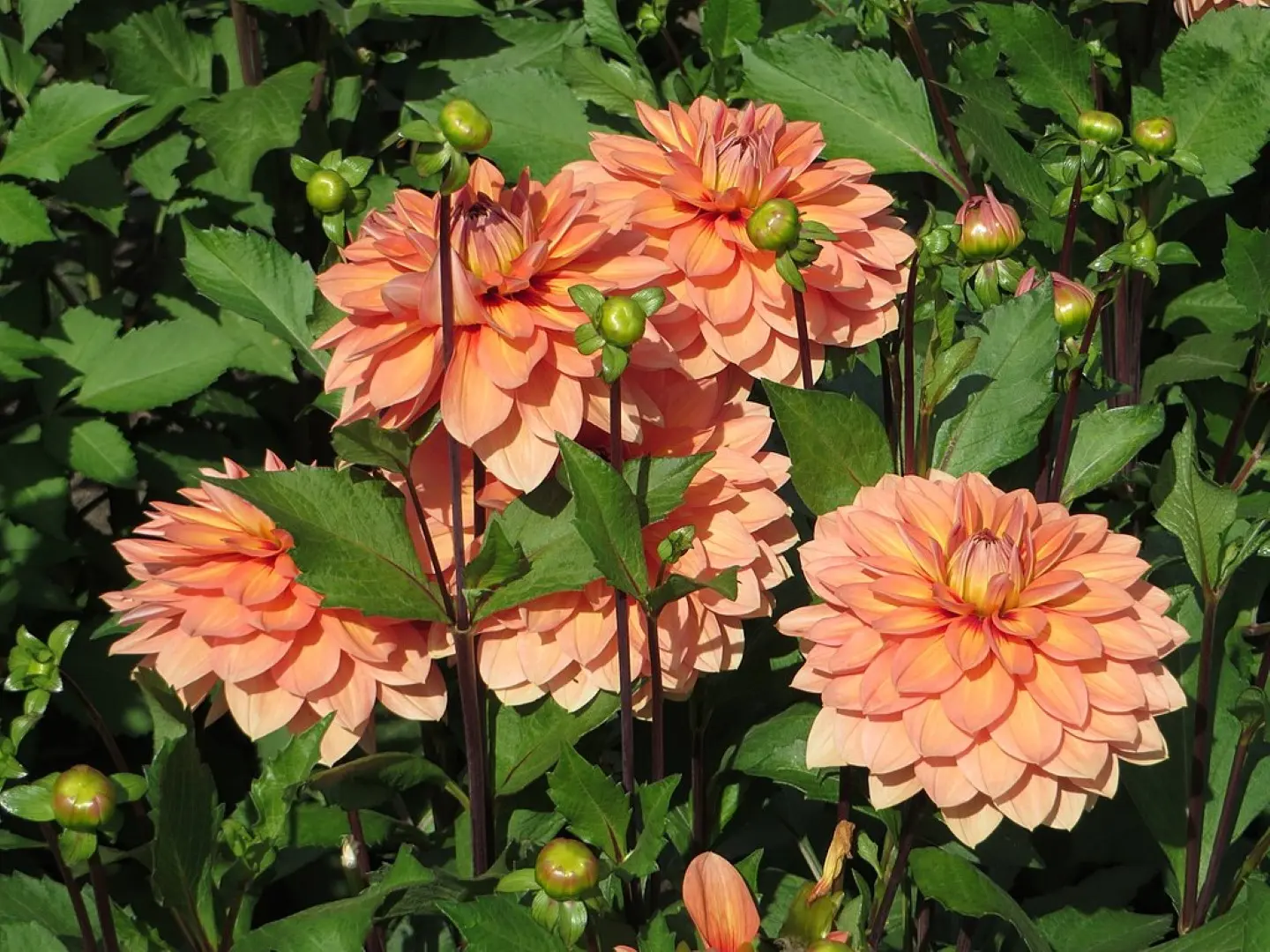 Dahlia Nicholas Tubers - Image 2