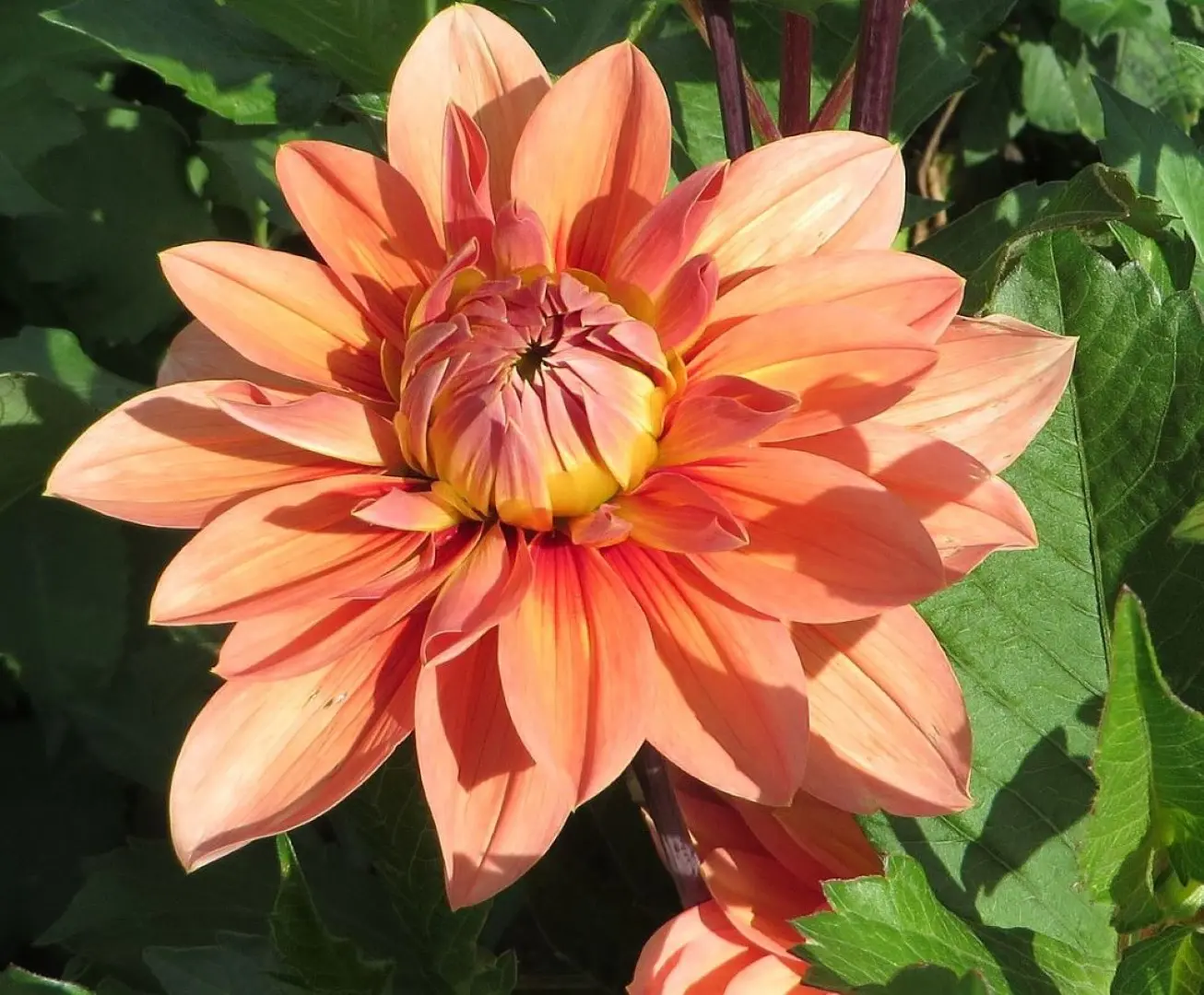 Dahlia Nicholas Tubers