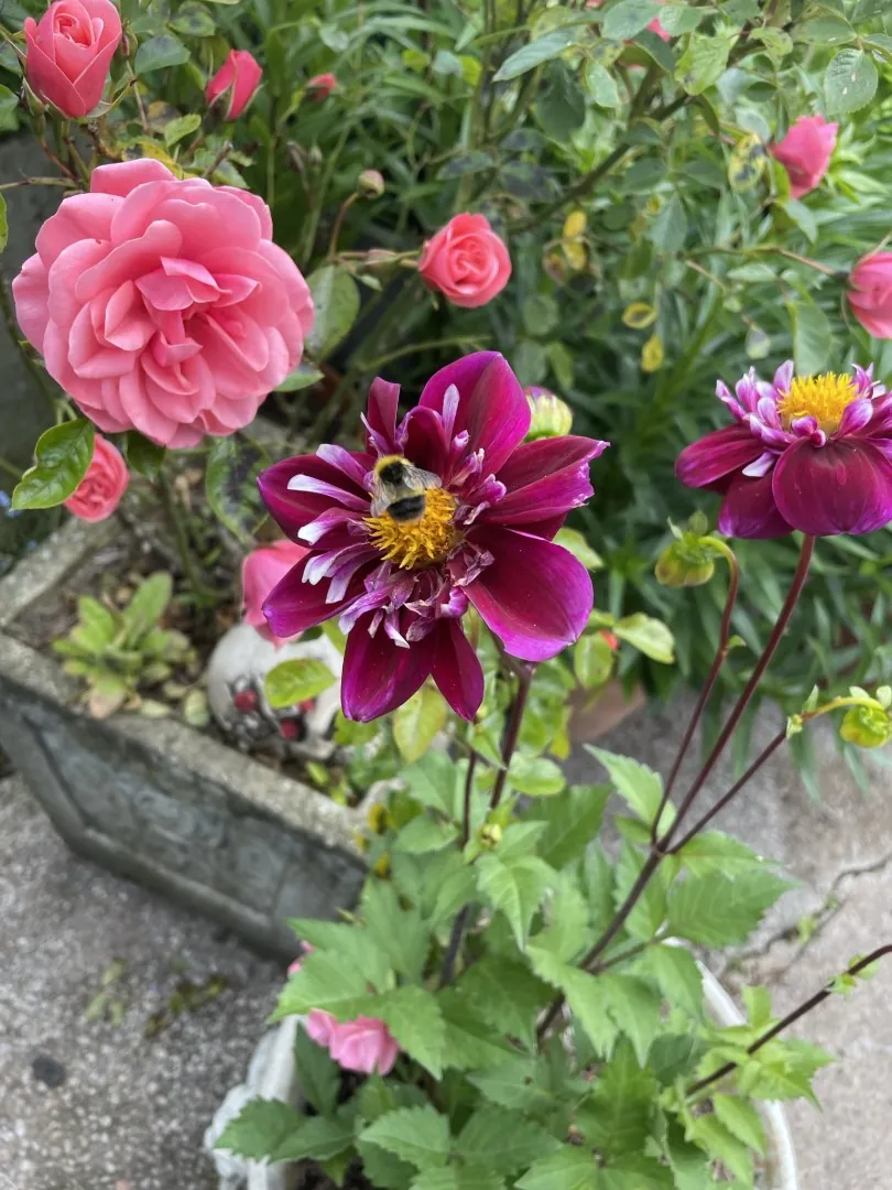 Dahlia Night Butterfly Tubers