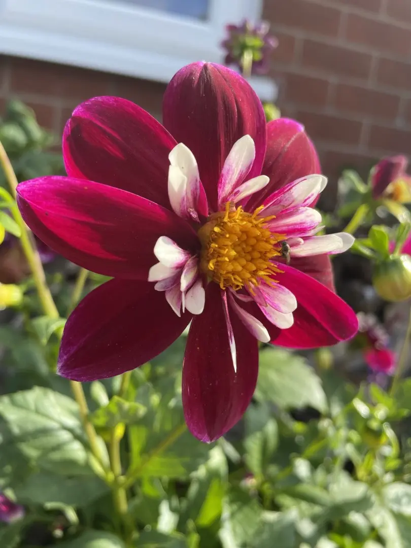 Dahlia Night Butterfly Tubers