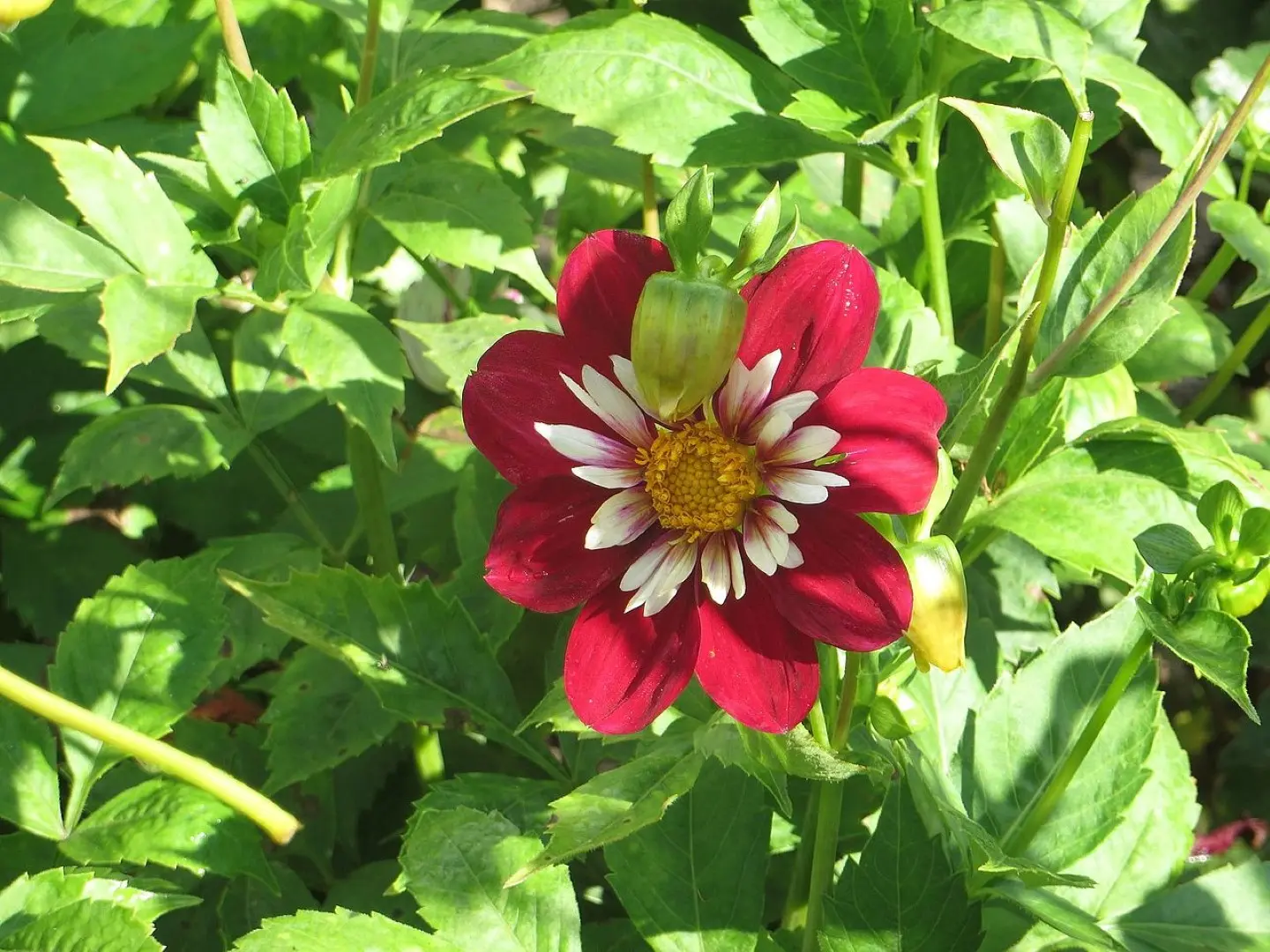 Dahlia Night Butterfly Tubers