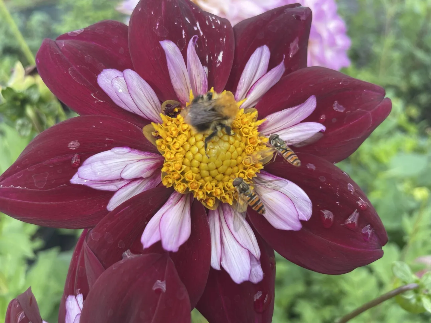 Dahlia Night Butterfly Tubers