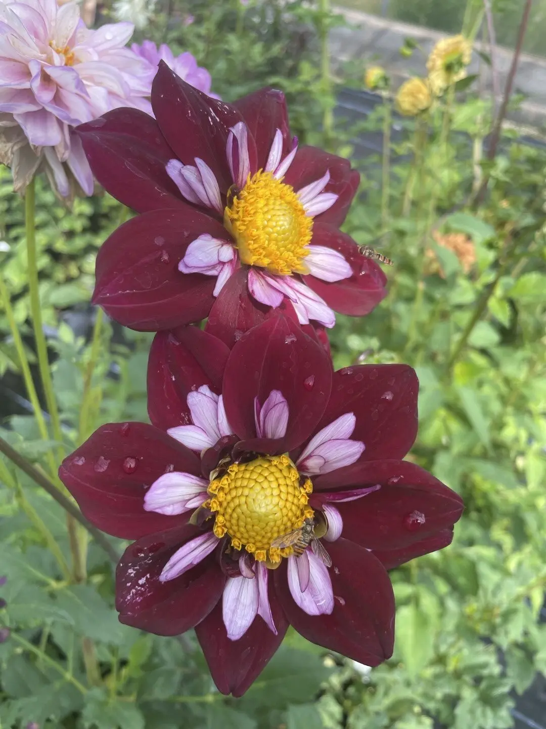 Dahlia Night Butterfly Tubers