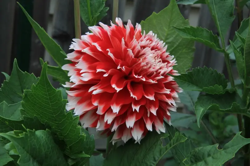 Dahlia Noel Tubers