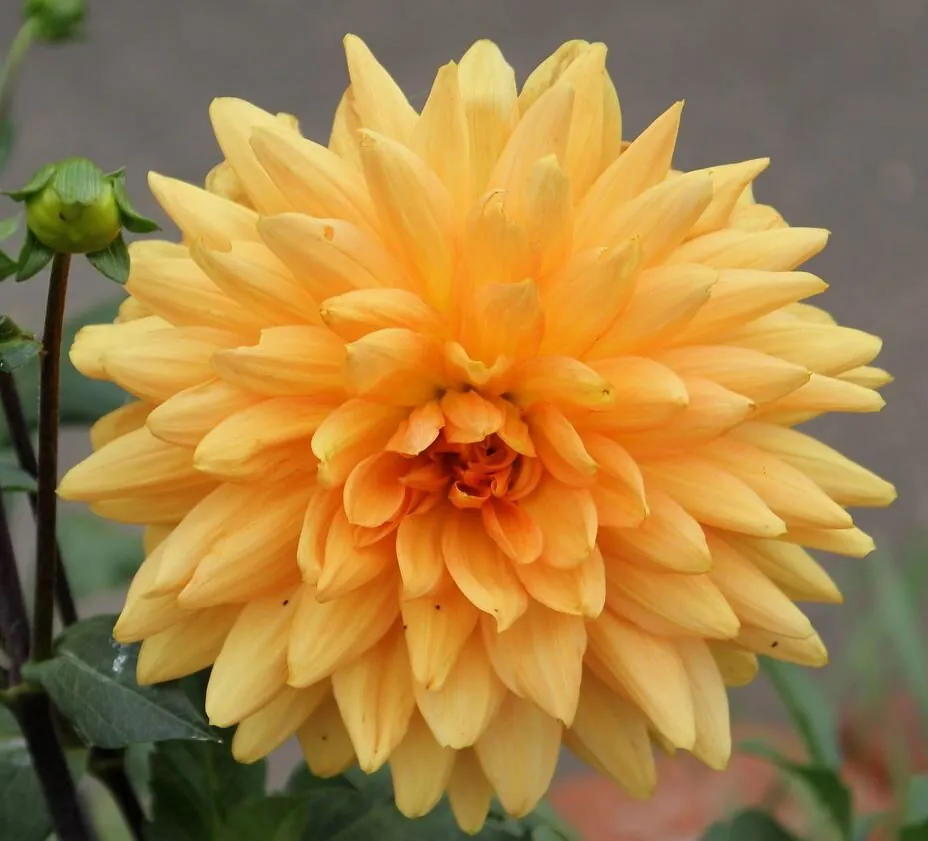 Dahlia Noordwyks Glory Tubers