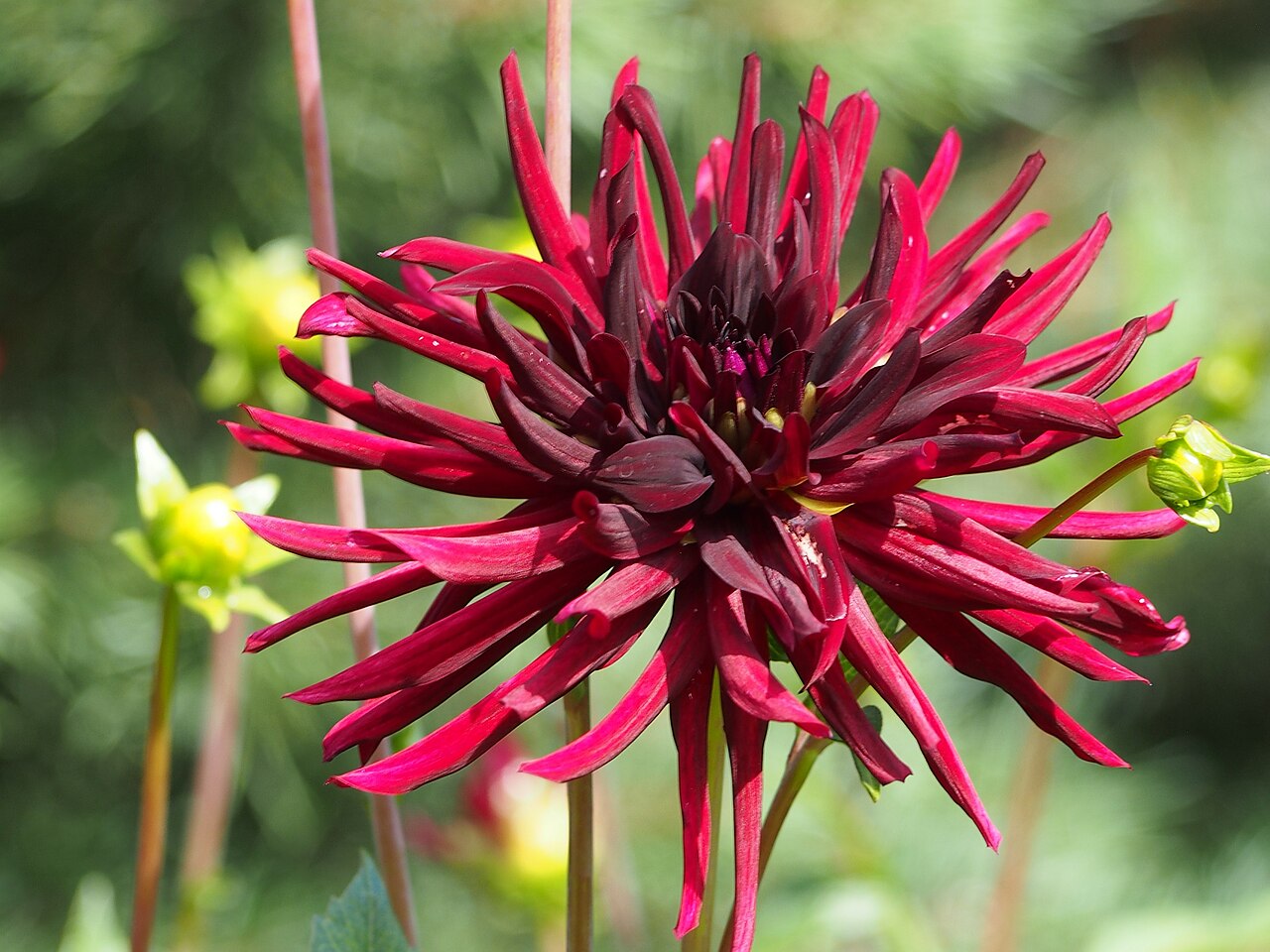 Dahlia Nuit D'Ete Tubers