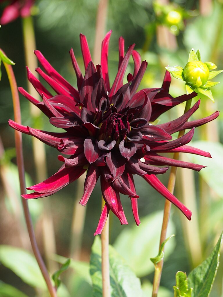 Dahlia Nuit D'Ete Tubers