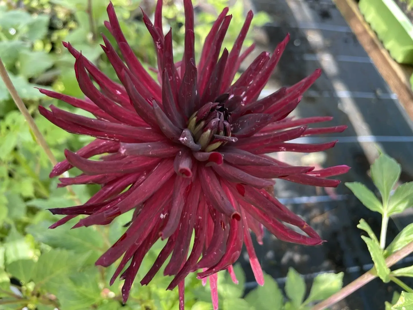 Dahlia Nuit D'Ete Tubers