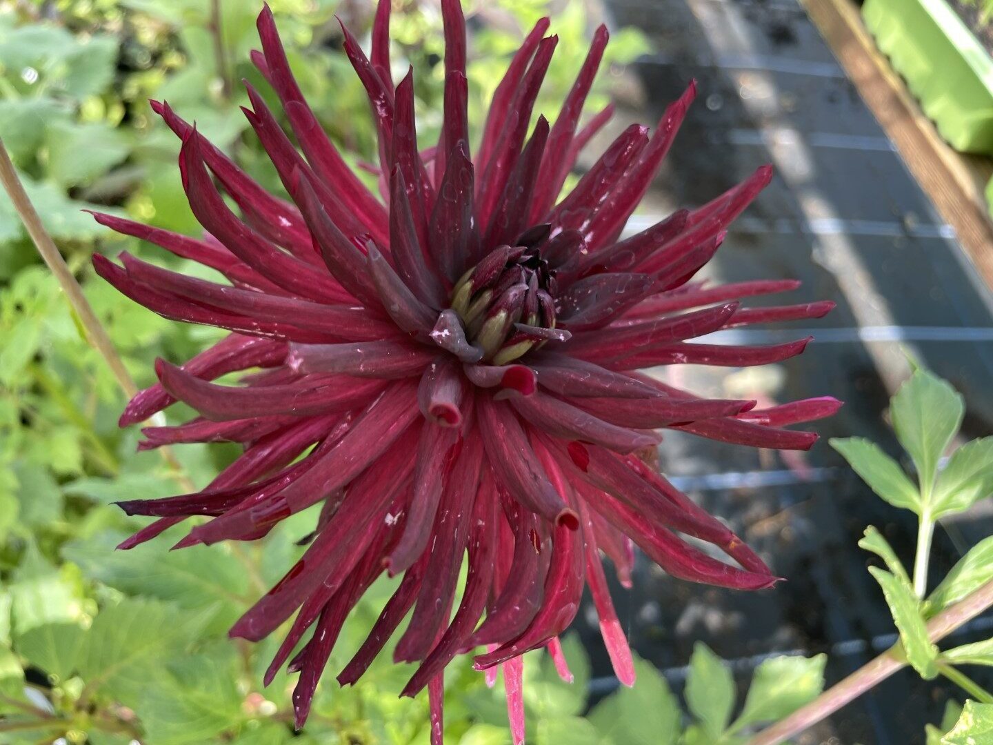 Dahlia Nuit D'Ete Tubers