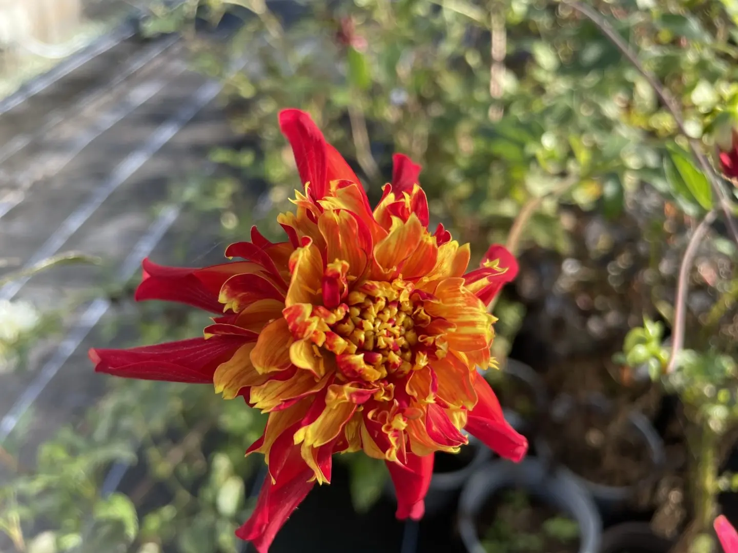 Dahlia Octopus Sparkle Tubers
