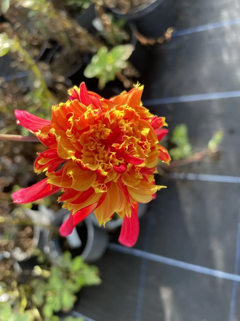 Dahlia Octopus Sparkle Tubers