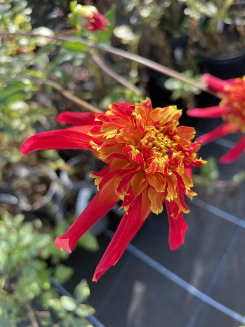 Dahlia Octopus Sparkle Tubers