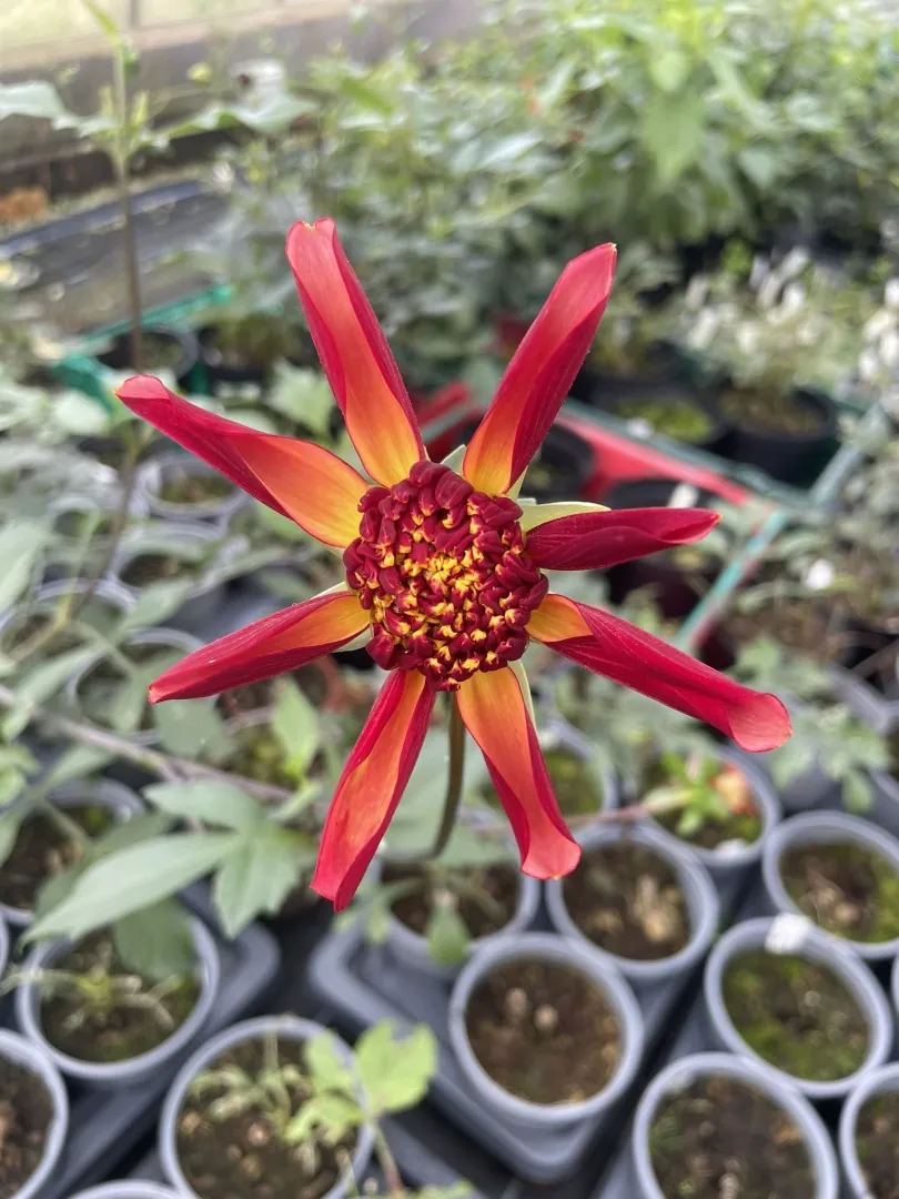 Dahlia Octopus Sparkle Tubers