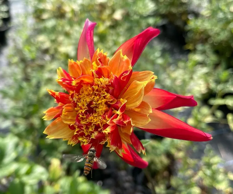Dahlia Octopus Sparkle Tubers