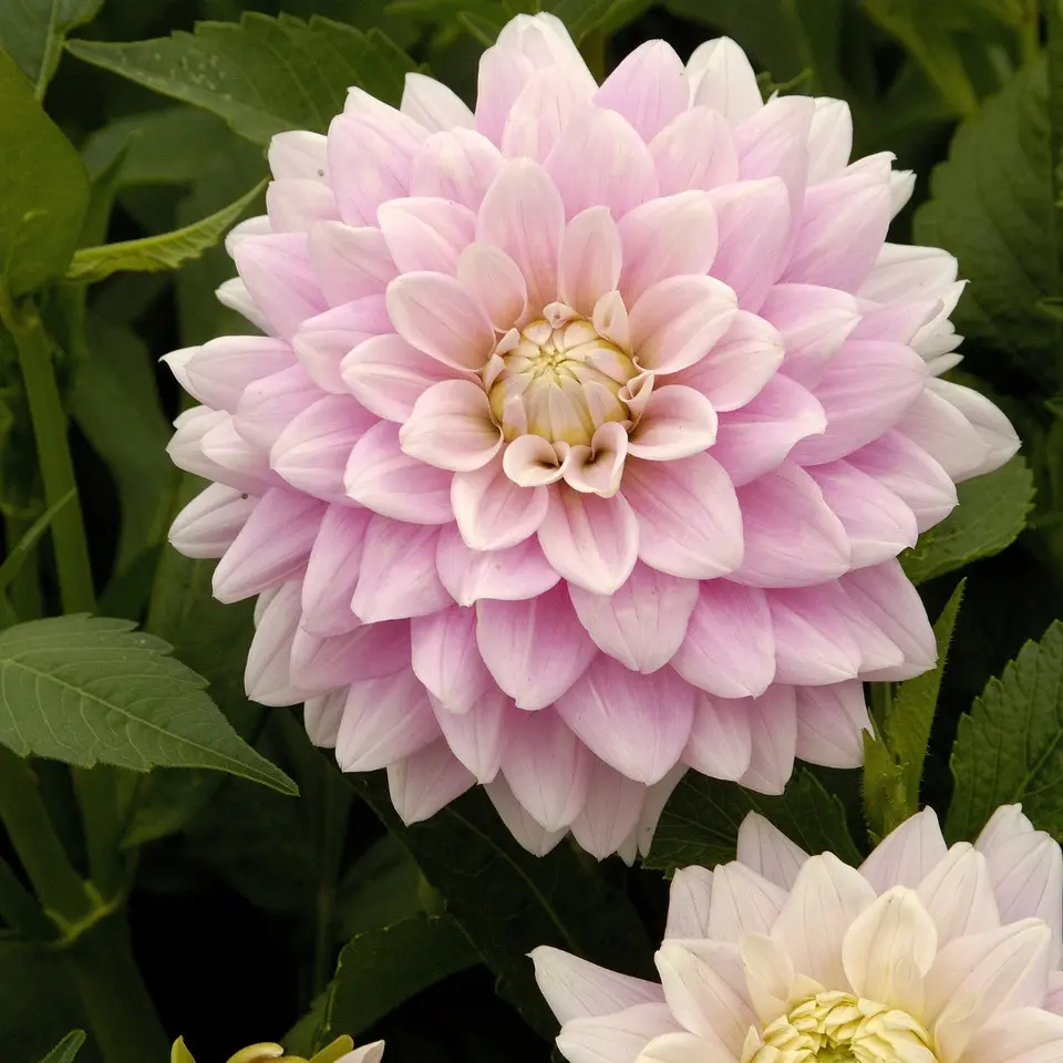 Dahlia Offshore Dream Tubers