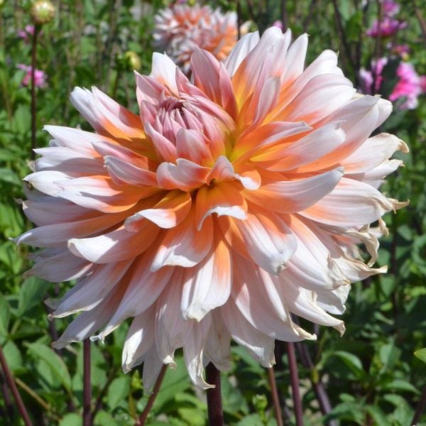 Dahlia Okapi's Sunset Tubers