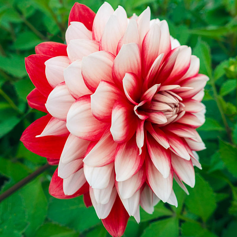 Dahlia Olga's Light Tubers