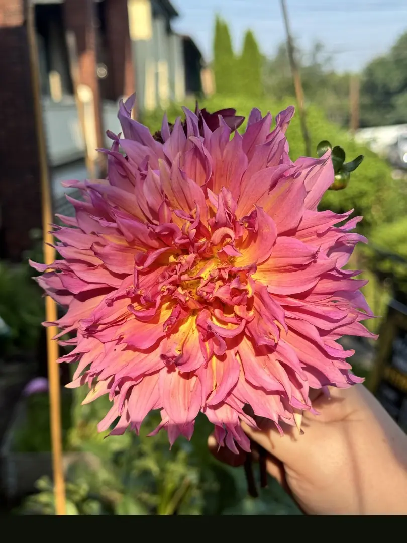 Dahlia Omega Tubers