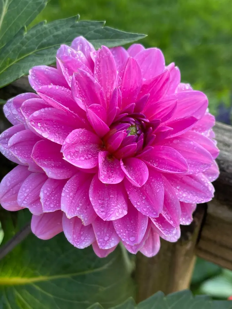 Dahlia Onesta Tubers