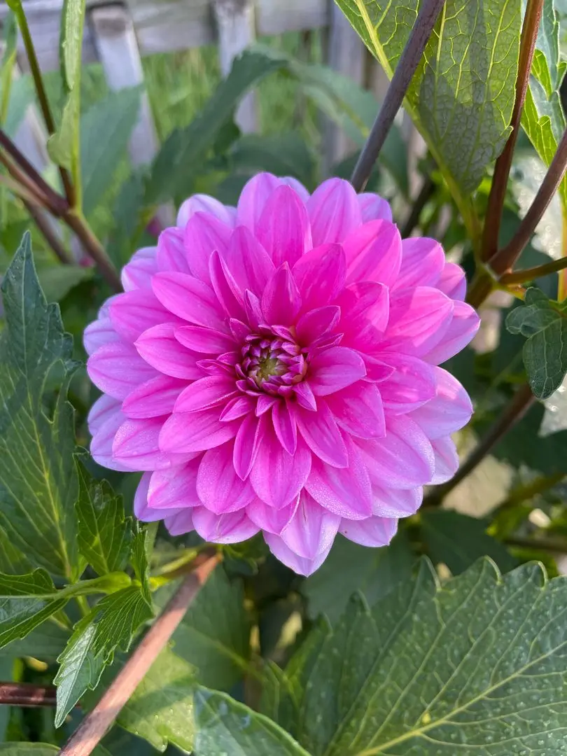Dahlia Onesta Tubers